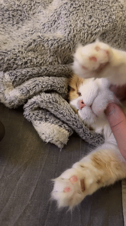 Cat lounging and being petted at home in Odesa