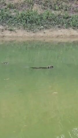 A long brown animal is swimming in murky green water. The animal's head and part of its body are visible above the surface. In the background, there is a shoreline with green vegetation.