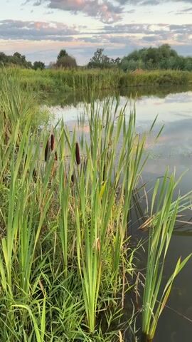 The video shows a serene natural landscape at sunset. In the foreground, reeds and cattails grow along the edge of a calm body of water. The water's surface reflects the sky, which is filled with clouds tinged with pink and orange from the setting sun. In the distance, trees and vegetation form a natural horizon. A small, floating platform of grass is visible in the water, and a wooden dock extends from the right side of the frame. The overall impression is one of tranquility and natural beauty as day transitions into evening.