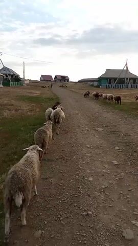 A flock of sheep walks down a dirt road in a rural village. The sheep are walking in a line, and some are grazing on the grass along the side of the road. The village appears to be made up of small houses with wooden fences. The sky is cloudy, and the sun is setting.