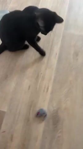 A black cat plays with a gray toy mouse on a light brown wooden floor. The cat bats at the mouse with its paw, then pounces on it. The cat moves quickly, and the video is blurry in places due to the motion. There is a silver bowl or dish in the background. The lighting is bright and appears to be natural light. The video is 4 seconds long.