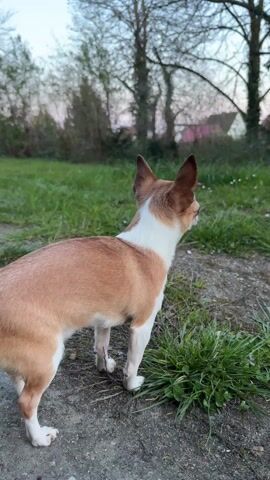 A small tan and white dog stands on a small concrete platform surrounded by green grass, looking out towards trees in the distance. The sky is dusky.