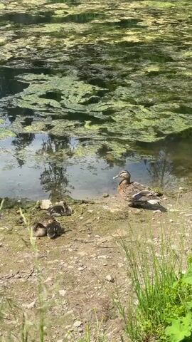 The video shows a mother duck and four ducklings on the bank of a pond. The pond is covered in green algae. The ducklings are huddled together while the mother duck watches them. The sun is shining and the scene is peaceful.