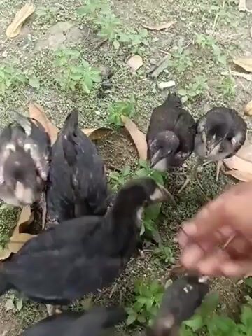 A close-up, shaky video shows several young chickens, or chicks, pecking at the ground. The chicks are a mix of black and brown. A human hand reaches into the frame from the right side, briefly touching some of the chicks. The chicks are in an outdoor setting with dirt, grass, and fallen leaves on the ground. One chick is picked up by the hand and is held briefly.