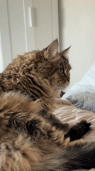 Brown tabby cat observed in bedroom in Izhevsk