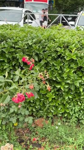 The video shows a close-up view of a hedge with red roses growing in front of it. In the background, there are several white cars parked, and some people are standing near them. There is also a truck and trees visible. The overall scene appears to be an outdoor setting, possibly a street or a parking area.