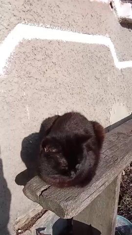 A black cat is sitting on a wooden bench near a concrete wall. The cat wakes up, stretches, and walks off the bench. The camera then shifts to show a patch of ground covered with melting snow and some green plants.
