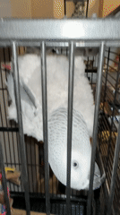 Sofia resident documents pet parrot and blooming Christmas cactus
