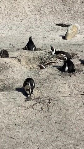 The video captures a group of African Penguins on a sandy beach or dune environment under bright sunlight. In the foreground, a penguin is initially seen with its head down, appearing to scratch itself or forage, before standing upright and facing the camera, revealing its black and white markings and a distinct black stripe across its chest. Further back, on a small sandy rise, several other penguins are observed. One sits with its back to the camera, while another lies down, possibly resting or nesting. Another penguin on the mound sits and looks upwards, appearing to vocalize at one point. The sandy ground is light-colored with scattered small twigs and debris. No human presence or text is visible in the frame.