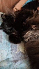 Domestic life captured in Чухлэм: woman, girl, cat moments