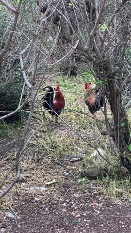 The scene features three roosters visible through a thicket of bare branches and dried grass. Two of the roosters stand relatively close to each other, one primarily black and red and the other a mix of orange, black, and white. A third rooster, white and red, is slightly further away. The ground is a mix of dirt, dried leaves, and small stones. The overall environment appears to be a natural, somewhat overgrown area, possibly the edge of a wooded or grassy area.