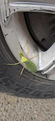 A close-up video shows a green praying mantis clinging to the side of a car tire. The mantis is positioned vertically on the tire's rubber surface, with its forelegs raised in a characteristic praying posture. The camera is positioned at a low angle, focusing on the insect and the tire's tread and rim. The background is blurred, indicating a shallow depth of field, with hints of a metallic rim and possibly asphalt or concrete beneath the tire. The lighting appears to be natural daylight, casting subtle shadows. The mantis is the sole subject of focus in the frame.
