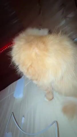 A person's hand with a black smartwatch is seen petting an orange cat on its back and sides. The cat is fluffy and appears to be turning its head towards the hand. The background shows a wooden ceiling with red LED strip lights. There are white cables and a white object on a light-colored surface beneath the cat.