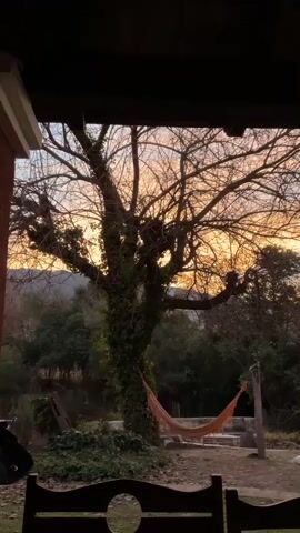 The video pans across a backyard scene at dusk. A large, bare tree with ivy covering its trunk dominates the center of the frame, with an orange hammock strung between two points to its right. In the background, dark green trees and shrubs form a dense backdrop against a sky colored with hues of orange, yellow, and blue. A white pillow with a book or paper on it sits on the ground near the hammock. In the foreground, the edge of a wooden structure, possibly a porch or patio roof, frames the view.