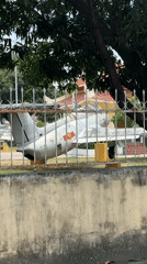 Military aircraft display observed in Nha Trang, Vietnam