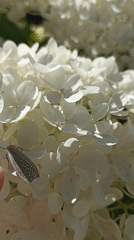 Macro tour of a Russian garden's blooms and pollinators