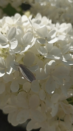 Macro tour of a Russian garden's blooms and pollinators