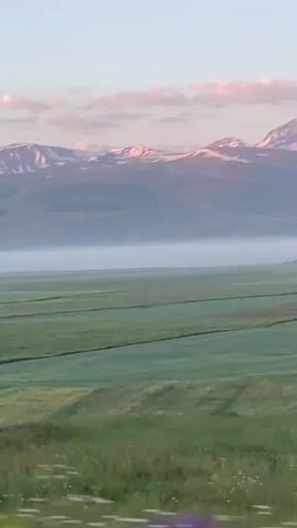 The video shows a vast, green field with rows of crops under a pale blue sky. A line of mountains capped with snow and tinged pink by the sunrise looms in the distance. A layer of white fog or mist hovers low over the field, obscuring the ground in the mid-distance. The camera appears to be moving slowly forward or panning slightly to the right, capturing the serene landscape.
