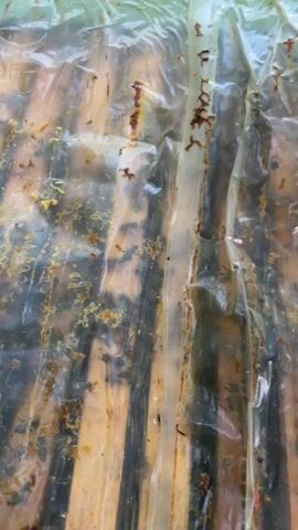 The video shows a close-up view of a beehive. The camera pans across the top of the hive, revealing a plastic sheeting covering the frames. Bees are visible moving on the plastic and on the wooden frames beneath. The frames are filled with many bees, some of which are moving. The background shows green foliage, suggesting an outdoor setting. The lighting appears natural, indicating it's daytime. The overall impression is one of an active bee colony.