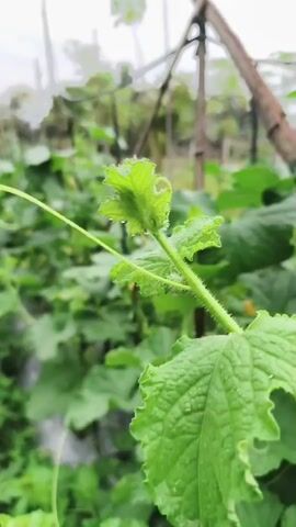 The video is a close-up shot of a green plant with serrated leaves and a coiled tendril. The plant appears to be in a garden or agricultural setting, with other green foliage visible in the background. The lighting suggests an overcast day, possibly after rain, as water droplets are visible on the leaves. A wooden stake or support structure is partially visible in the upper right corner.