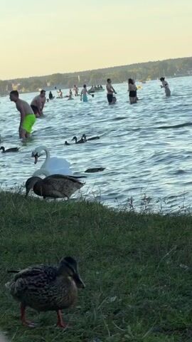 The video shows a lakeside scene with several people in the water and two swans swimming. In the foreground, there are two ducks on the grassy shore. The water is choppy, and the sky is a pale yellow, suggesting it might be late afternoon or early evening. The people are engaged in various activities, such as swimming, wading, and standing in the water. The swans and ducks appear to be coexisting peacefully with the people. The overall atmosphere seems relaxed and recreational.