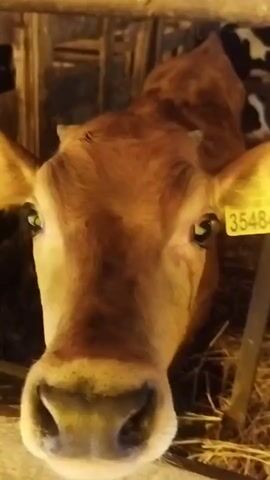 This close-up video captures the face of a young, light brown cow with large, expressive eyes. The cow is in a barn, with wooden fencing in the foreground. Behind the cow, other cows with black and white markings are visible, along with hay scattered on the ground, suggesting a farm setting. The lighting is warm and somewhat dim, likely artificial light from within the barn. The cow's ear tag is bright yellow with black text that appears to be a numerical code, possibly an identification number. The tag reads "35484". The cow's expression is curious and gentle as it looks directly at the camera. The overall mood is peaceful and intimate, focusing on the animal's innocent gaze. The location context of Залескі сельскі Савет, Belarus, places this scene within a rural Belarusian agricultural environment. No specific time of day or weather conditions are discernible from the video itself, other than what can be inferred about indoor farm lighting.