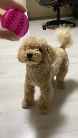 A person's hand holds a pink, textured ball towards a small, fluffy, light brown poodle. The poodle stands on a light-colored floor, possibly laminate or wood. In the background, there is a white desk with a black bag hanging on it, and a black and red gaming chair. The poodle looks at the ball, then appears to open its mouth and shake its head. The ball is then moved away, and the poodle looks down before looking back up at the ball. The video continues with the poodle watching the ball as it is moved around.