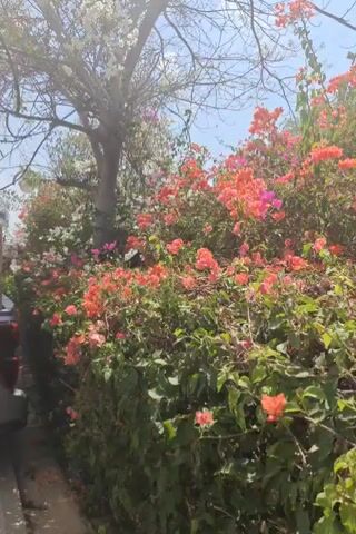 A video shows a densely planted hedge with vibrant pink and orange flowers, possibly bougainvillea. The camera pans across the flowering hedge, with some bare branches of a tree visible on the left. In the background, a light-colored building with windows can be seen under a clear blue sky. Sunlight illuminates the scene, creating a bright and colorful atmosphere. There are no people or other objects clearly discernible in the video.