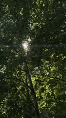 Morning sunlight creates starburst through tree canopy in Chaikovsky