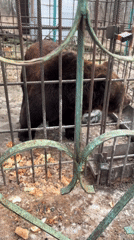 Brown bear observed in concrete enclosure in Таскино, Russia