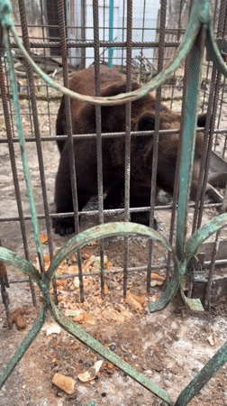 Brown bear observed in concrete enclosure in Таскино, Russia