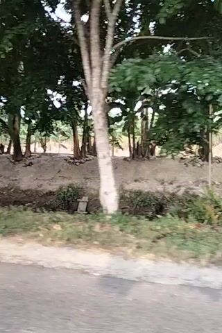 The video shows a side view of a person on a motorcycle passing by a road with trees and vegetation on the left and a ditch on the right. The footage is shaky, indicating movement. The trees are lush and green, with some appearing to be banana trees. There is some debris visible along the edge of the ditch. The road surface is asphalt. The lighting suggests it is daytime.