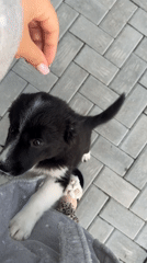 Puppy, cat interactions and garden flowers captured in 14-minute span