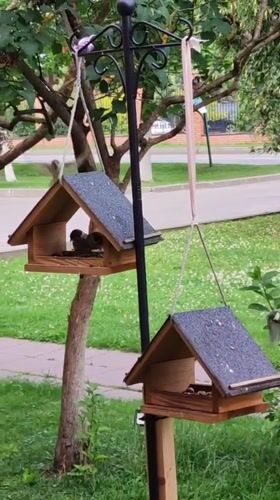 Sparrows work through a backyard feeder setup in Rosinka