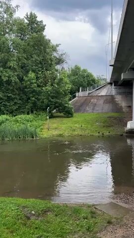 A murky body of water occupies the lower portion of the frame, with the far bank lined with tall green reeds. A grassy slope rises behind the reeds, dotted with several small dark birds. In the middle ground, a single white pole stands on the grass. Further back, a concrete embankment with stairs leads up to a modern bridge structure, partially visible on the right. Lush green trees densely cover the background, and the sky above is overcast. The water exhibits ripples, suggesting movement, and several splashes are visible, indicating something is entering or moving within the water.