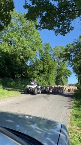A man on a white ATV is herding a flock of sheep down a paved road lined with green trees. The man is wearing a light-colored shirt and a hat. The sheep are walking in a line on the right side of the road. The video is shot from a car, with the front of the car visible in the foreground. The sky is blue and clear.