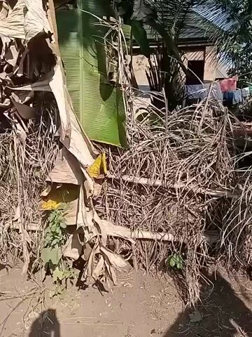 The video depicts a rural or tropical environment, possibly a village or a backyard. The ground is dirt and soil. Dense vegetation surrounds the area, including banana trees, palm fronds, and other tropical plants. A makeshift fence constructed of interwoven dry branches and stalks is prominent in the foreground. In the background, a small house or structure is visible, and clothes are hanging on a line to dry. The overall atmosphere is of a simple, natural setting. The camera moves slightly, showing different parts of the surrounding area. There are no people clearly visible in the video.