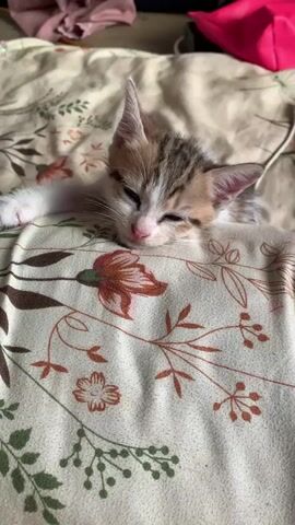 A tiny kitten is sleeping on a blanket. The kitten is mostly white with brown and grey tabby markings. It is resting its head on a folded section of the blanket, which has a floral pattern. The kitten's eyes are closed, and its pink nose is visible. Sunlight is casting shadows on the blanket.