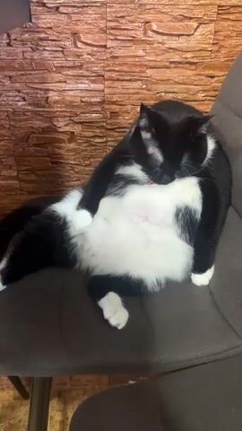 A black and white cat is sitting on a dark chair in front of a brick-patterned wall. The cat is lying on its back with its belly exposed, and its paws are tucked in. Its eyes are closed, and it appears to be sleeping or resting. The cat's fur is fluffy, and its belly is a pale pink color. The chair is upholstered in a dark fabric, and the wall behind the cat is made of textured material that resembles brick. The lighting in the scene is soft, suggesting an indoor environment. The video is short, lasting only a few seconds, and the camera is positioned at a medium distance from the cat.