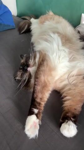 A long-haired cat, possibly a Ragdoll, with brown and white fur and seal point markings, is seen lying on its back on a grey fabric surface, likely a bed or sofa. Its fluffy white belly is exposed, and its paws have white fur with visible pink toe pads. The cat yawns, stretching its front paws, and then looks towards the camera. The background shows a green wall and a white electrical outlet with two European-style sockets. A human hand enters the frame and gently pokes one of the cat's front paws. The cat reacts by looking at the hand with its blue eyes. The setting is indoors, in what appears to be a home in Rijswijk, Netherlands.