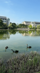 Morning street life and black swans in Jiangjin