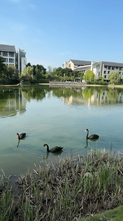 Morning street life and black swans in Jiangjin