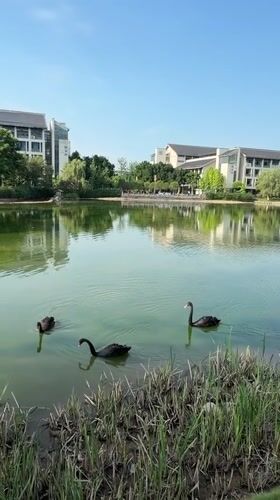 Morning street life and black swans in Jiangjin