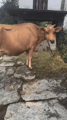 Tethered cow grazing and being hand-fed in foggy Haini