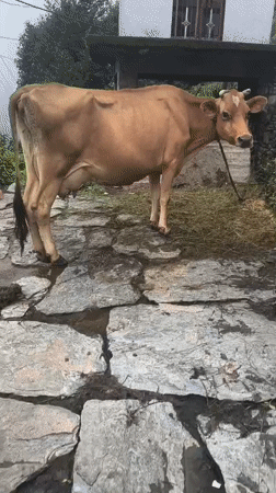 Tethered cow grazing and being hand-fed in foggy Haini