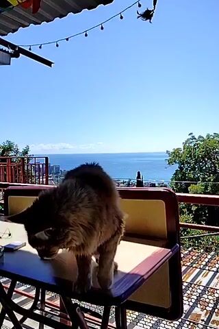 The video shows a fluffy, long-haired cat on a table with a view of the ocean and a city. The cat is mostly in profile, with its head lowered as if investigating something on the table. It is on a table that appears to be outdoors, possibly on a balcony or patio, with a corrugated metal roof overhead. There are string lights hanging from the roof. The background features a blue sky, the ocean, and a cityscape with a Ferris wheel. The cat's tail is fluffy and raised. The cat then turns and walks off the table, and the video ends.