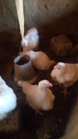 The video shows a group of about six chickens in a dimly lit enclosure. The chickens are mostly white and tan, with red combs. They are clustered around a metal feeder on the ground. The enclosure appears to be made of rough stone. There is a white cloth hanging from the ceiling. The chickens are mostly stationary.
