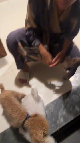 Woman in pajamas plays with excited dogs in Kedewatan