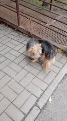 Dogs, flowers, and everyday park life in Horishni Plavni