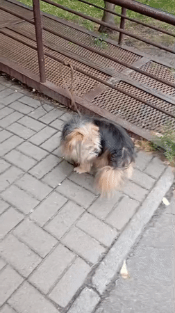 Dogs, flowers, and everyday park life in Horishni Plavni